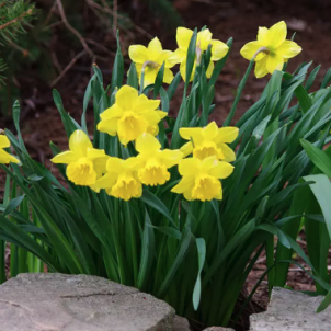 Нарциссы: разнообразие и полный цикл ухода