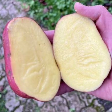 Семенной среднеранний картофель "Анна Роза" (1 репродукция, универсального назначения) 1 кг