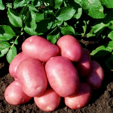 Семенной среднеранний картофель "Анна Роза" (1 репродукция, универсального назначения) 1 кг
