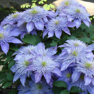 Найкращі сорти клематисів