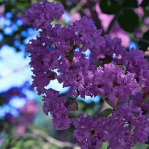 Індійський бузок — божественна симфонія саду