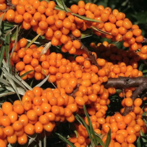 Обліпиха: соло-гравець з поверхневим корінням