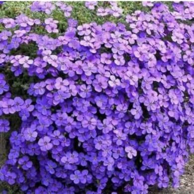 Обриета "Каскад Блю" Cascade Blue (закрытый корень Р9)