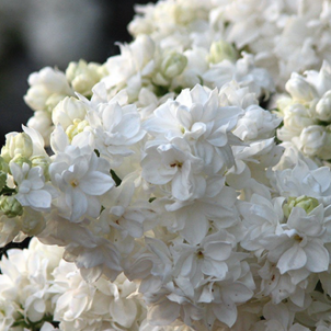 Особенности белой аристократки или как вырастить сирень Моник Лемуан