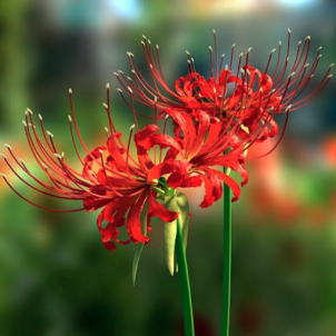 Павуча лілія (лікоріс): магія у вашому саду. Як виростити екзота