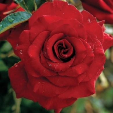 Плетистая роза "Ред парфюм" Red Parfum