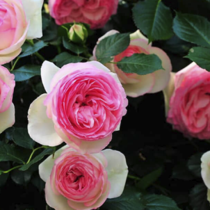 “Фарфоровая мечта” французских садов: роза спрей Мими Эден