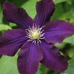 Посібник з обрізання клематисів