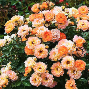 Правила укриття грунтопокривних троянд