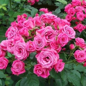 “Прекрасна Лідія”: витончена та довговічна троянда спрей