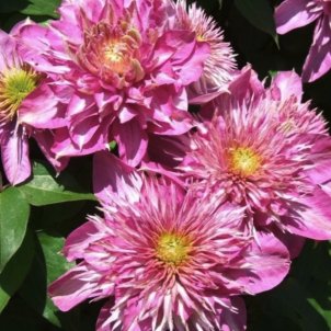 Примхи японського імператора або як виростити клематіс Кайзер