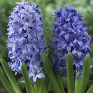 Прохолода та ніжність весняного саду з гіацинтами Aqua