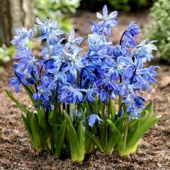 Пролеска "Siberica" 3 шт