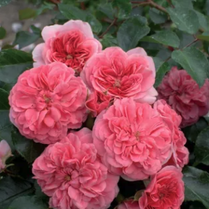 Простота розмноження грунтопокривних троянд