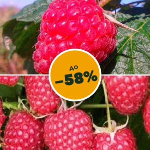 Ремонтантная малина со скидкой до −58%