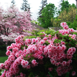 Рослини-компаньйони: що краще посадити поряд із вейгелою