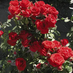 Роза спрей Мирабель — всплеск красоты, не требующий усилий