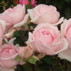 Троянда флорибунда "Пті Тріанон" Petit Trianon