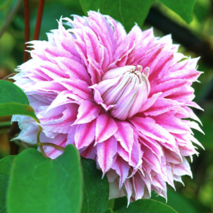 Рожева перлина клематису Жозефіна в короні саду