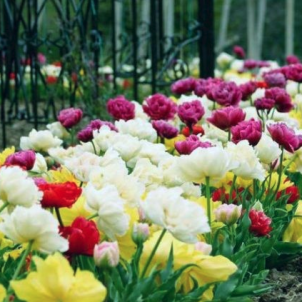 Розкіш та достаток піоновидних тюльпанів