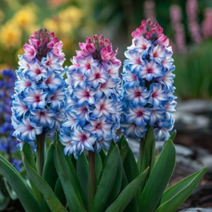 Розмноження гіацинтів: мистецтво збільшення колекції