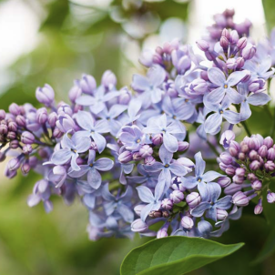 Садовая сирень и ее виды