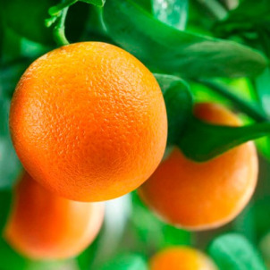 Саджанці апельсина -43%