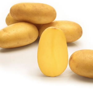 Саншайн ультра ранні сорти -23%