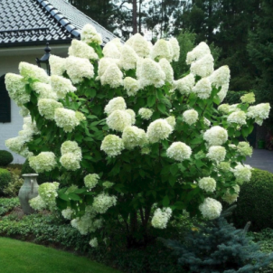 Що можна посадити поряд із гортензією для створення ідеальної садової композиції