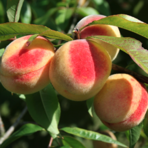 Що можна посадити поряд із персиком