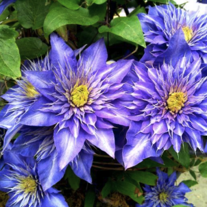 Синя рапсодія клематису Мульті Блю