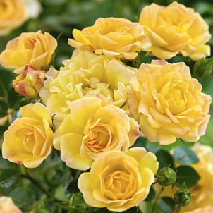 Сонячний акцент у саду або як виростити троянду спрей Сан Сіті