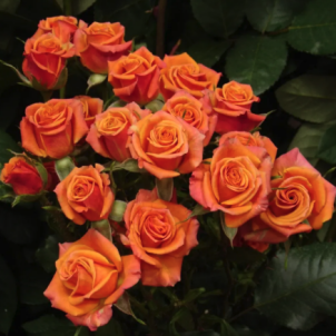 Спрей троянда "Оранж Бебі": мініатюра з максимальним ефектом