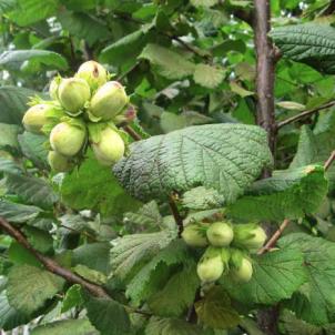 Сусідство для фундука: чого слід уникати