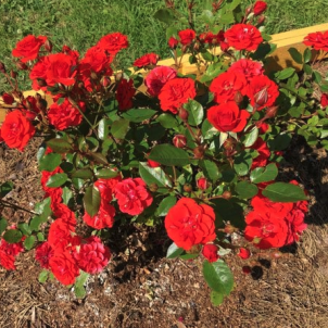 Троянда спрей Red Mikado — полум