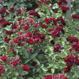 Роза спрей "Red Sensation": алая звезда сада