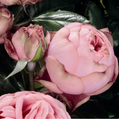 Роза чайно-гибридная "Хэппи Пиано" Happy Piano