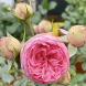 Роза чайно-гибридная "Хэппи Пиано" Happy Piano