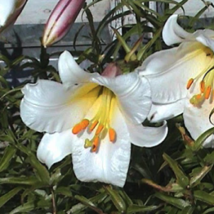 Трубчатые лилии и Орлеанские гибриды
