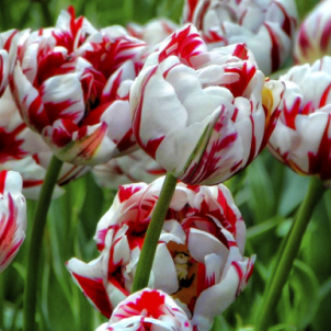 Цибулини до -50%