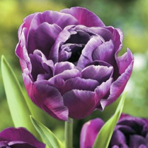 Цибулини тюльпана до -50%