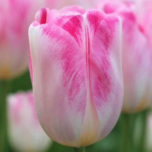 Тюльпан Тріумф: король весняної клумби