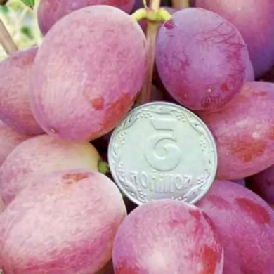 Виноград столовый "Тайфун"