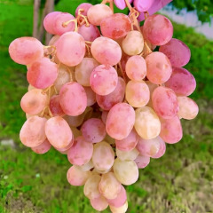 Виноград столовый "Тайфун"