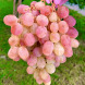 Виноград столовый "Тайфун"