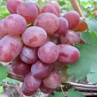 Виноград столовый "Тайфун"
