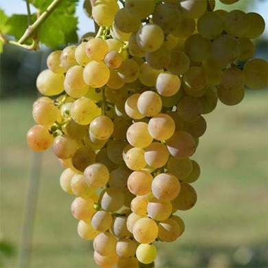 Виноград винный "Мускат Оттонель"