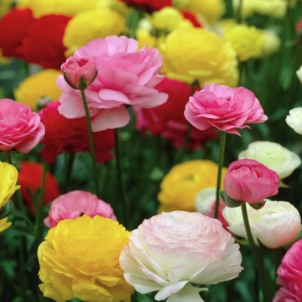 Витончений ранункулюс: як і коли садити лютики, щоб досягти пишного цвітіння