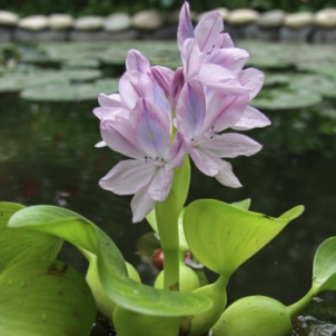 Водяний гіацинт: естетика та парадокси "зеленої чуми"