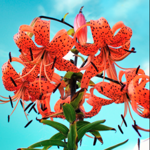 Огненная красота тигровых лилий